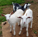 Halal baby Goat Meat (Lbs)