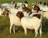 Halal Reguler Goat Meat