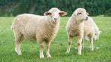 Halal Reguler Sheep