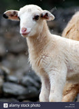 Halal Baby Lamb (Lbs)